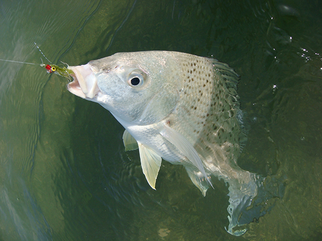 How and what to catch in the Middle East #4: Silver Grunter