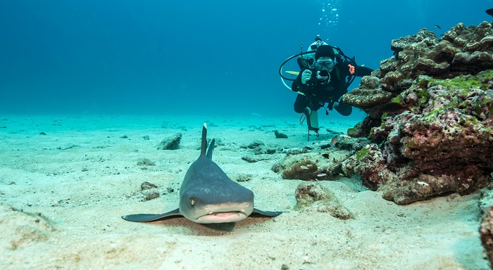 Diving Shark Cocos Island