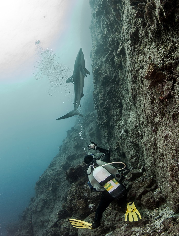 Diving Shark Cocos Island
