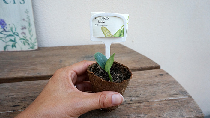 How to Start a Small Garden OR Simply Dust Off Your Window Sill and Get Sprouting!