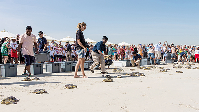 A Second Chance for Maya – Rescuing a Sea Turtle in the UAE