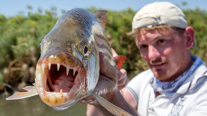 Crokango, or the Deadly Kiss of the Tigerfish – The First Trip