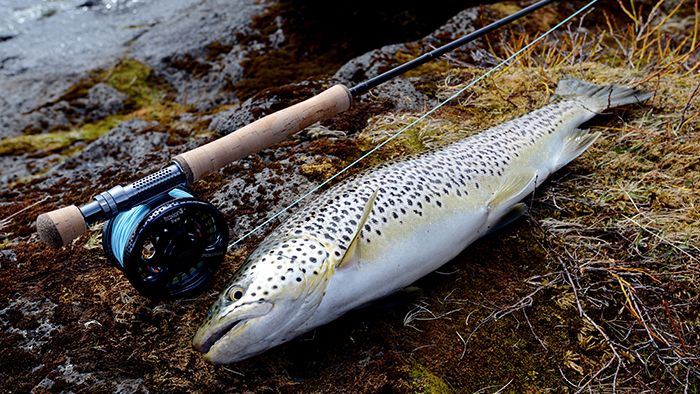 Thingvallavatn Brown Trout