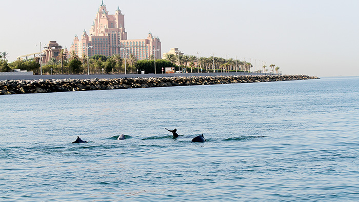 Wild Dolphins, those unnoticed inhabitants of UAE waters