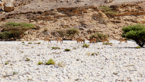 R17Camels are common in wadis in southern oman