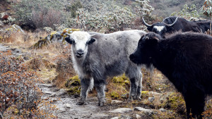 Bhutan - Day 5 - The childish yak about to cry wolf