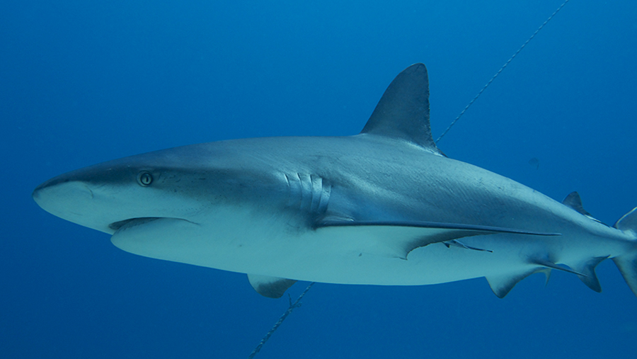 Shark-Suit-Grand-Bahamas-Shark-Diving-NicodeCorato-Cinzia-Verzeri-Cristina-Zenato-Fishing
