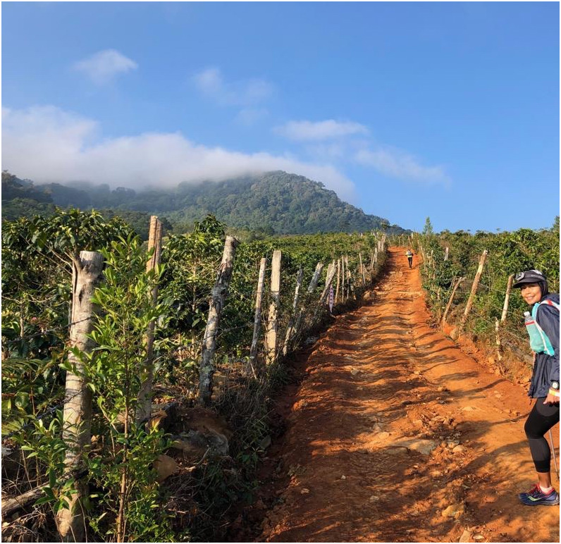 Coffee plantations and the gradual rolling hills